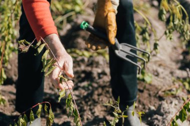 Sebze bahçesinde çalışan bir adamın elleri.
