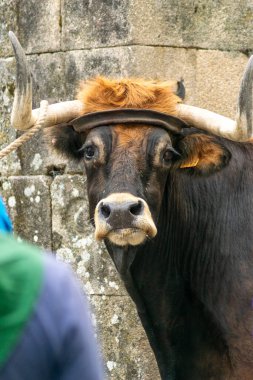 Geleneksel Allariz festivalinde bir öküzün portresi. Festa do Boi. Galiçya, İspanya.