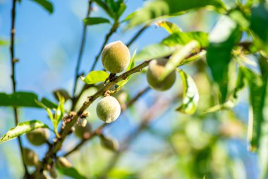 Şeftali ağacında yetişen olgunlaşmamış yeşil şeftalinin yakın çekimi.