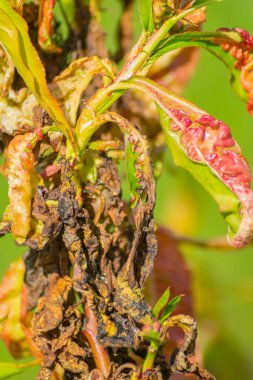 Şeftali yapraklarının kıvrımlılığını kapat. Şeftali ağacının hastalıkları ve böcekleri.