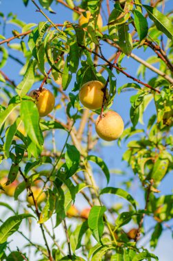 Ağaç dalında taze şeftali meyveleri, yapraklarla, organik meyve bahçeleriyle
