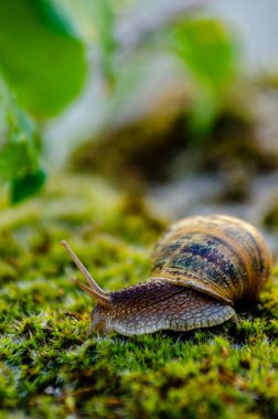 Yosun üzerindeki bahçe salyangozu.