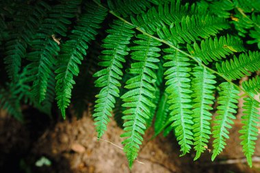 Eğreltiotu yaprakları yakın. Eşsiz açılar. Koyu arkaplan, açık yeşilimsi gölgeler