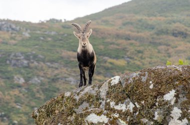portrait of a male wild goat in the mountains, capra iberica clipart