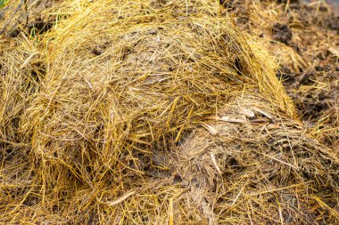 Gübre olarak kullanılacak inek gübresinin yakın plan görüntüsü.