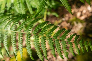 Seçici bir odak noktası. Yazın ormandaki eğrelti otu yapraklarının ayrıntıları.