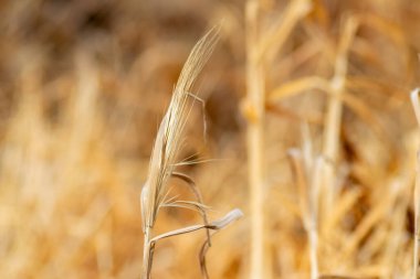 Yazın bir tarlada boş bir arpa kulağı buldum. Hordeum murinum turuncu arkaplan