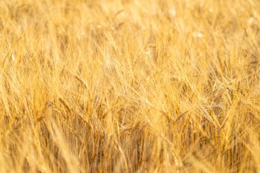 seçici odaklanma, buğday tarlasında olgunlaşmış buğday başaklarının kısmi yakın çekim görüntüsü, dokulu arka plan. Tarım kavramı