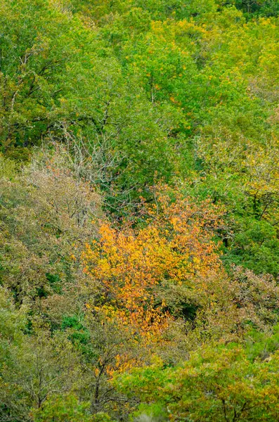 stock image view of a deciduous forest at the end of summer, with green and orange leaves view of a deciduous forest at the end of summer, with green and orange leaves