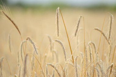 Ağustosta güneş ışığında olgunlaşmış buğday yakın plan.