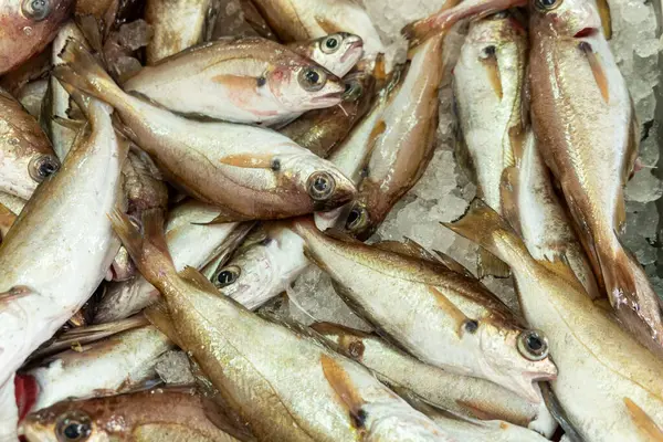 stock image pile of freshly caught pout for sale in a fish market, Trisopterus luscus