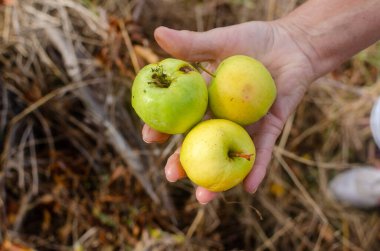 Elinde organik yetişmiş üç elma tutan yaşlı bir kadının eli. Organik tarım kavramı.