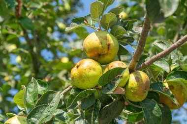 Ekolojik olarak büyüyen elmalar yazın ağaçta olgunlaşır.