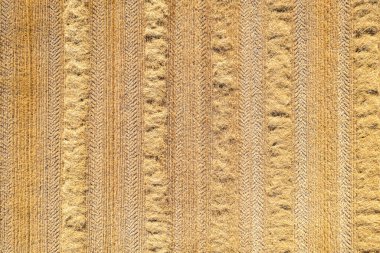 Yakın zamanda hasat edilen buğday tarlasının görüntüsü, İHA 'nın havadan görünüşü