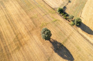 Yaz mevsiminde buğday tarlasında yalnız bir meşe ağacının insansız hava görüntüsü