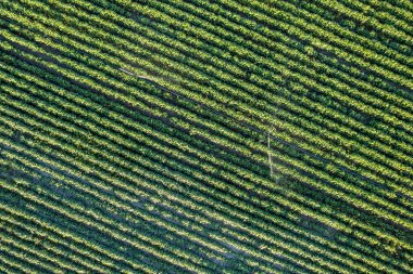 Patates tarlasının insansız hava aracı görüntüsü, sulama sistemi çalışıyor..