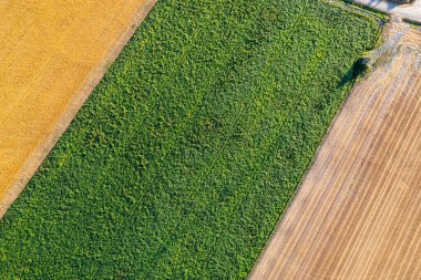 Buğday tarlaları arasındaki patates tarlasının insansız hava görüntüsü, tarım kavramı
