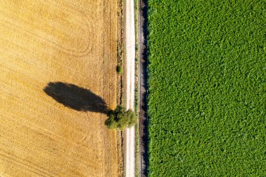 Yaz aylarında patates ve buğday tarlaları arasındaki toprak yolun zenital hava aracı görüntüsü, tarım kavramı