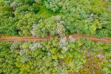 Çam ormanındaki bir orman arazisinin insansız hava aracı görüntüsü.
