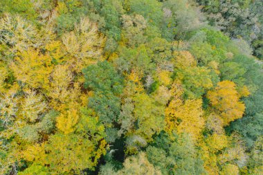 Sonbaharda yaprak döken bir ormanın havadan görünüşü