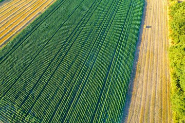Yazın patates ekilen ve buğday biçilen bir tarlanın insansız hava aracı görüntüsü, tarım kavramı.