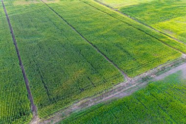 Mısırın havadan çekilmiş fotoğrafı ya da insansız hava aracından alınmış mısır tarlası. Mısır gevreği tarım kavramı