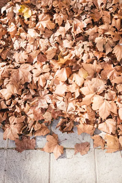 stock image leaves fallen from trees in fall piled up on the pavement of a street