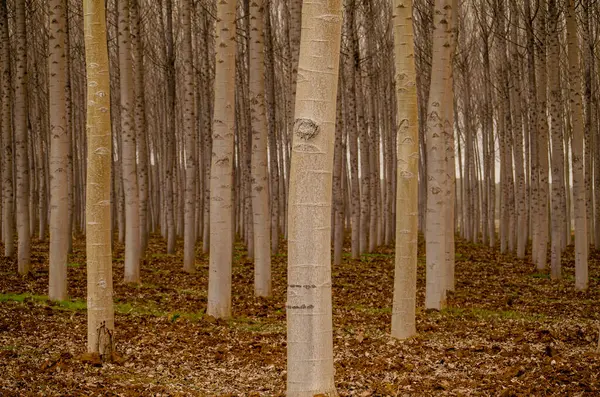 stock image trunks of white poplar trees in a plantation, populus alba. Spain