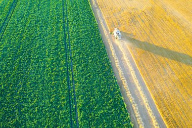 Buğday tarlası hasat eden bir biçerdöver, hava aracı görüntüsü. Tarım kavramı