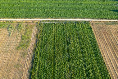 Patates ekimi altındaki tarlaların insansız hava görüntüsü, tarım kavramı