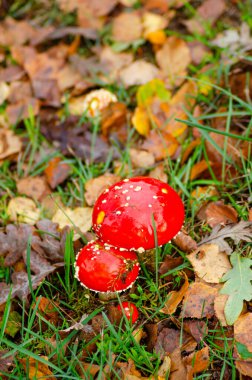 Fly Amaric ya da Fly Amanita, Amanita Muscaria ormanda. Amanita cinsinin temel bir mantarıdır..