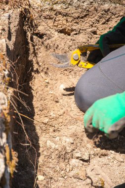 Arkeolojik bir kazı alanında makasla çalışan bir arkeolog.