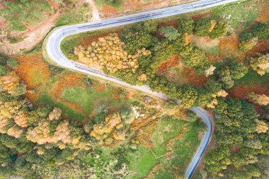 Sonbaharda ormandaki kıvrımlı dağ yolu, insansız hava aracının hava manzarası.