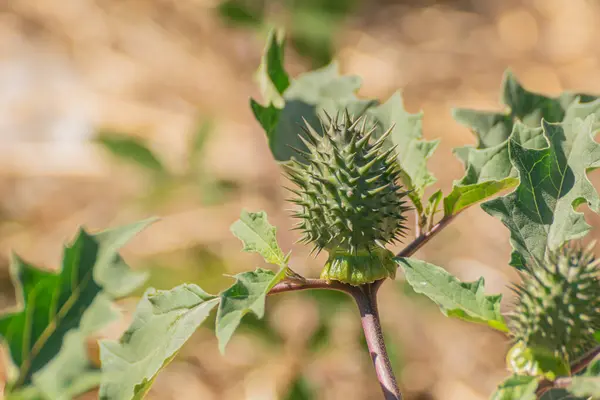 stock image Datura stramonium. Hallucinogen toxic plant Devil's Trumpet, also called Jimsonweed.