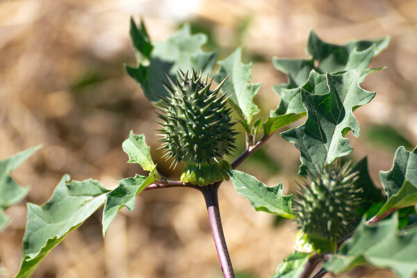 Растение страмония с листьями и незрелыми фруктами, семенами. Датура стручковая.