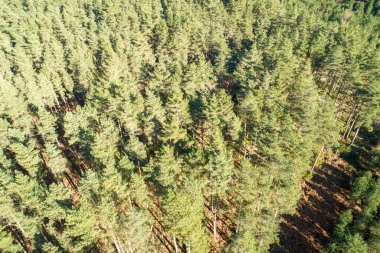 Dağın tepesinde bir çam ormanı, insansız hava araçlarıyla dolu bir hava aracı.