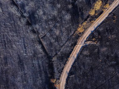 Orman bir yangın ve toprak bir yol ile yandı. Hava aracıyla havadan zenital görüş.