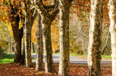 Sonbaharda ağaçlardan düşen yapraklarla kaplı bir park..