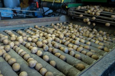 Depolama bandında yeni toplanmış patatesler, tarım işi konsepti.