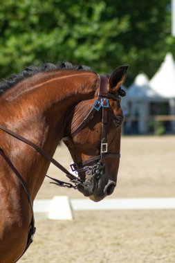 Binicilik yarışmasında safkan bir atın başı.