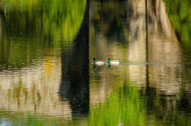 two ducks in the river Arnoia in Allariz, bridge reflection in water clipart