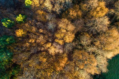 Sonbaharda yaprak döken bir ormanın ağaç tepe örtüsü, İHA 'nın havadan görünüşü