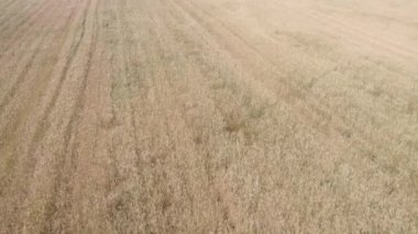 Düşük irtifada, olgun buğday tarlasında drone ile uçan görüntüler.