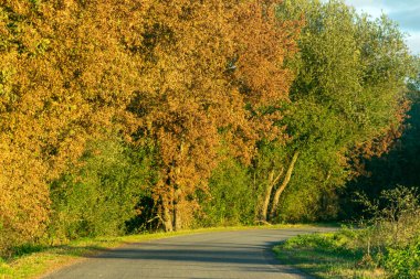 Sonbahar renklerinde yaprak döken ağaçların olduğu bir ormanda yol, sonbahar kavramı