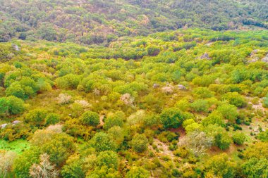 Sonbaharın başlarında yaprak döken ağaçlar ormanı, mevsimlik sonbahar arkaplanı