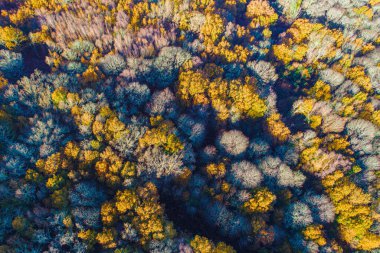 Sonbaharın başlarında yaprak döken ağaçlar ormanı, mevsimsel sonbahar arka planı. Bir İHA 'dan üst görünüm