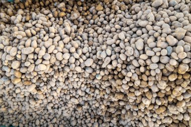 Hasat sırasında traktör vagonunda patates yığını, insansız hava aracı ile tepemizde.