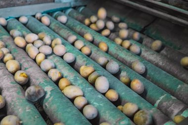 Taze biçilmiş patatesleri taşıma bandında boyutlara ayırmak için, tarımsal iş konsepti arka planında