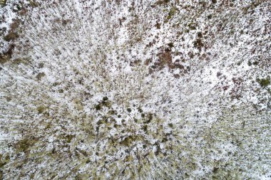 a deciduous forest without leaves and snowy in winter, zenithal area view with drone. Winter background concept