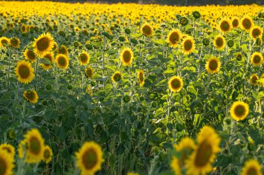 Günbatımında tarımsal tarım alanları, tarım kavramı için arka plan